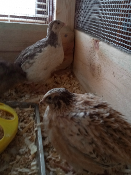 coturnix quail