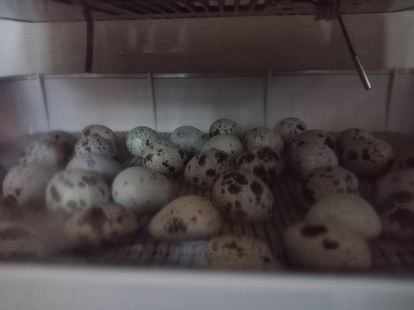 quail eggs in incubator