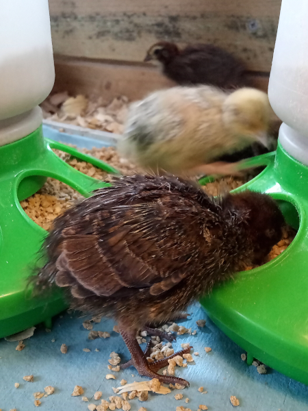 quail chicks