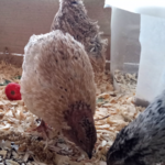 quail rooster