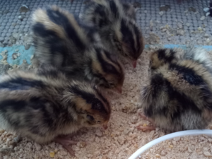 quail chicks