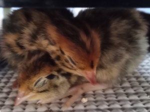 quail chicks