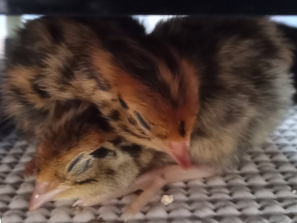 quail chicks