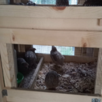 quail in a hutch