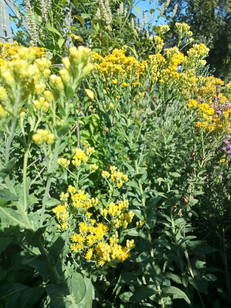 goldenrod