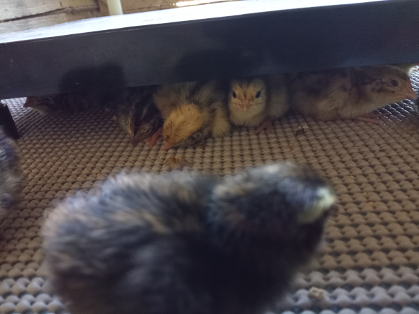 quail chicks