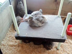 quail chicks