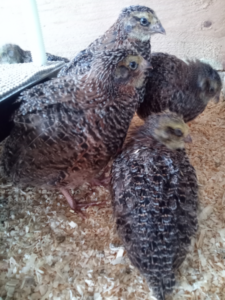 quail chicks