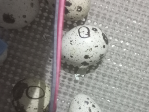 quail egg